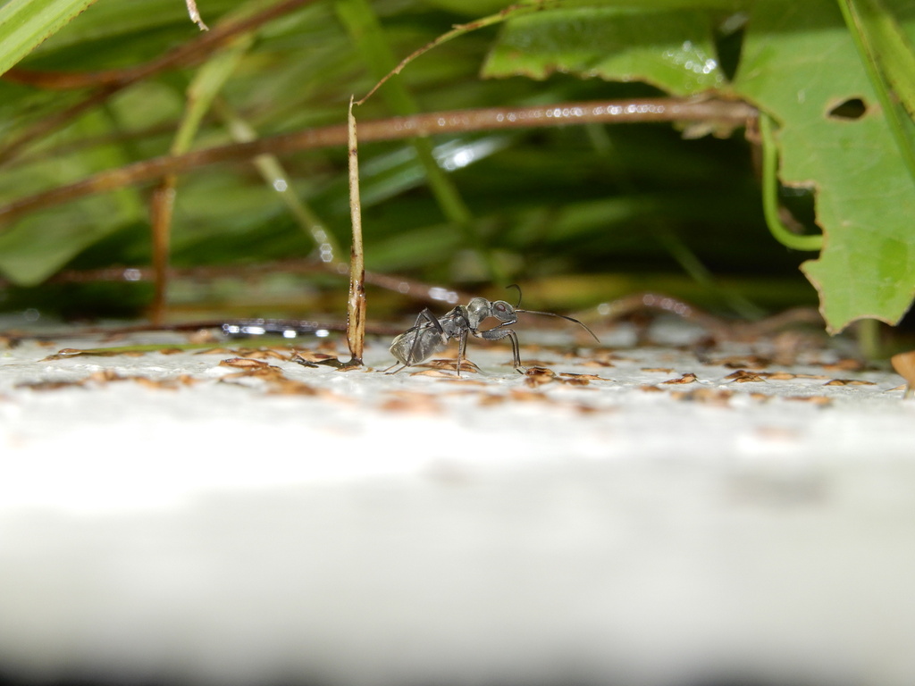 Eucosmetus formosus