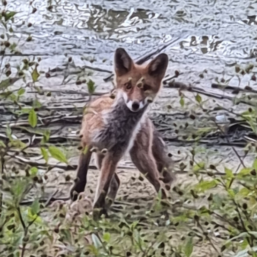 Israeli Red Fox Red Fox from Ізяславський район, Хмельницька область, Україна on ...