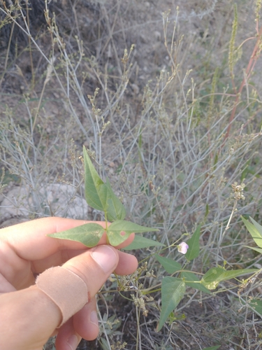 Image of Phaseolus acutifolius by no rights reserved