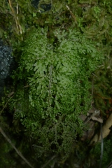 Hymenophyllum flexuosum