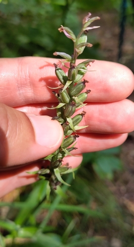 Orhideje (Orchidaceae)