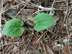 Arnica cordifolia, photograph John Powers, CC BY, iNaturalist via GBIF
