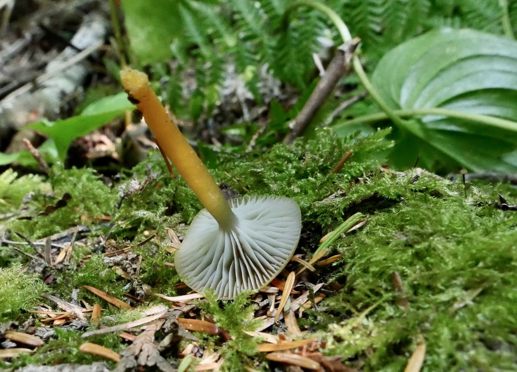 Heath Waxcap from Kamilche, WA, USA on September 8, 2023 at 02:42 PM by ...