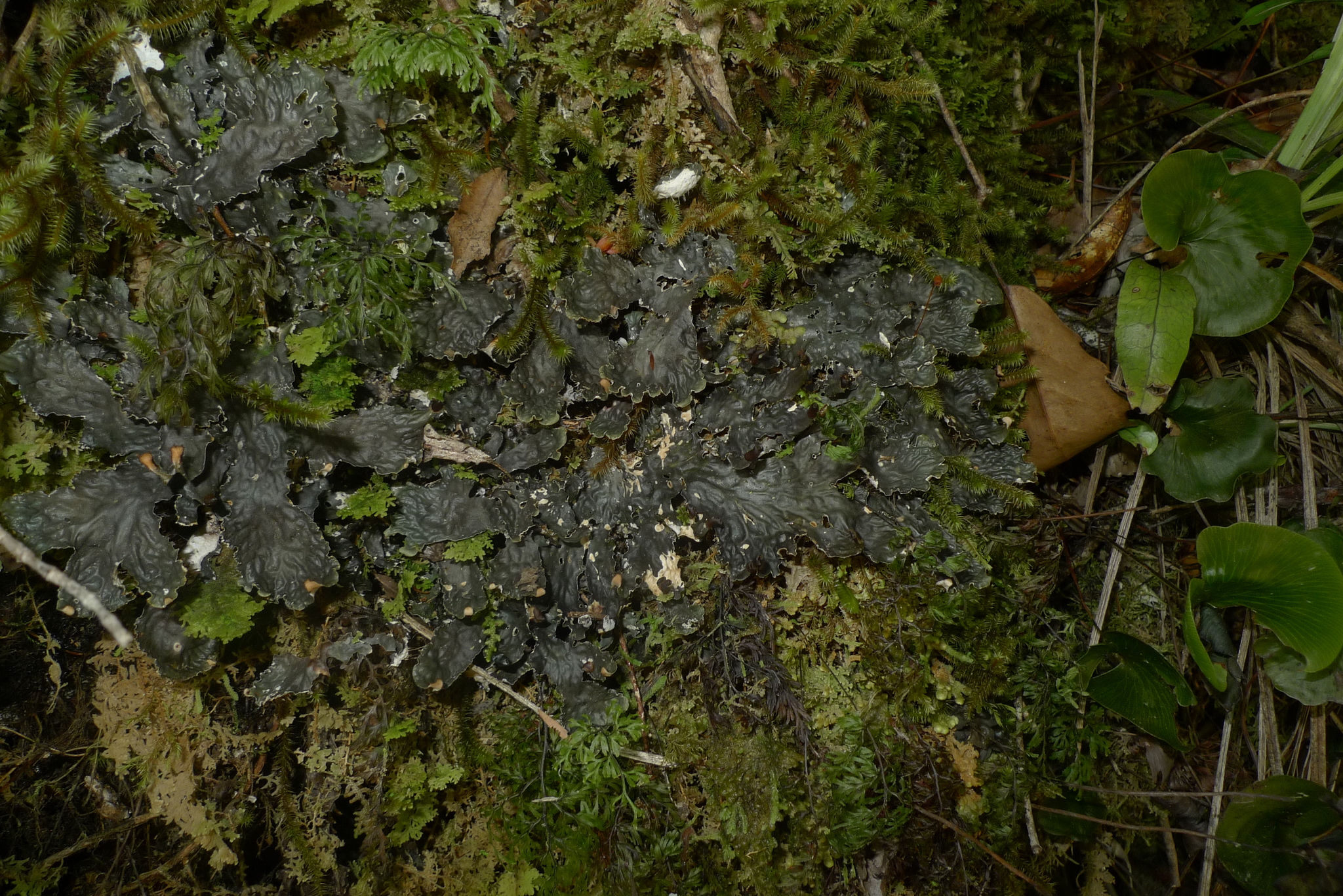Peltigera dolichorrhiza image