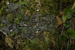 Peltigera dolichorhiza