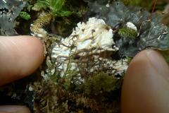 Peltigera dolichorhiza