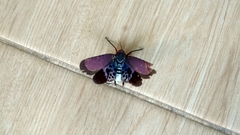 Kalidasa nigromaculata