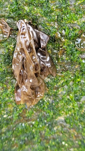 Porphyra umbilicalis observed 2023-07-19