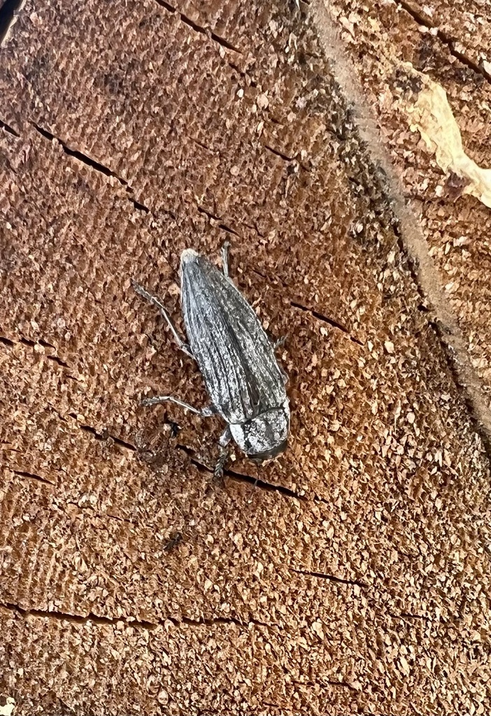 Pink-faced jewel beetle from San Gabriel Mountains National Monument ...