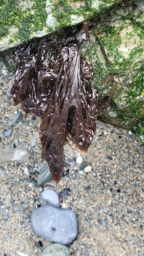 Porphyra umbilicalis observed 2023-07-19