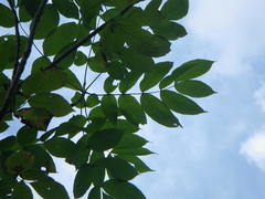 Fraxinus nigra image
