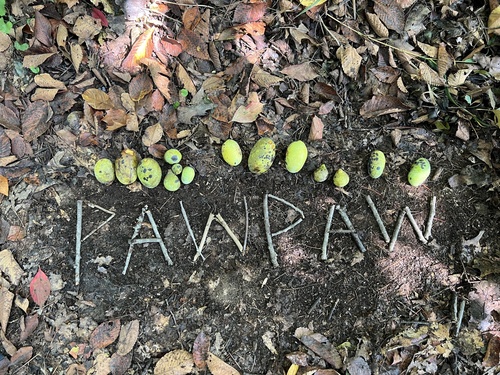 Asimina triloba