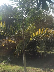 Pinanga coronata
