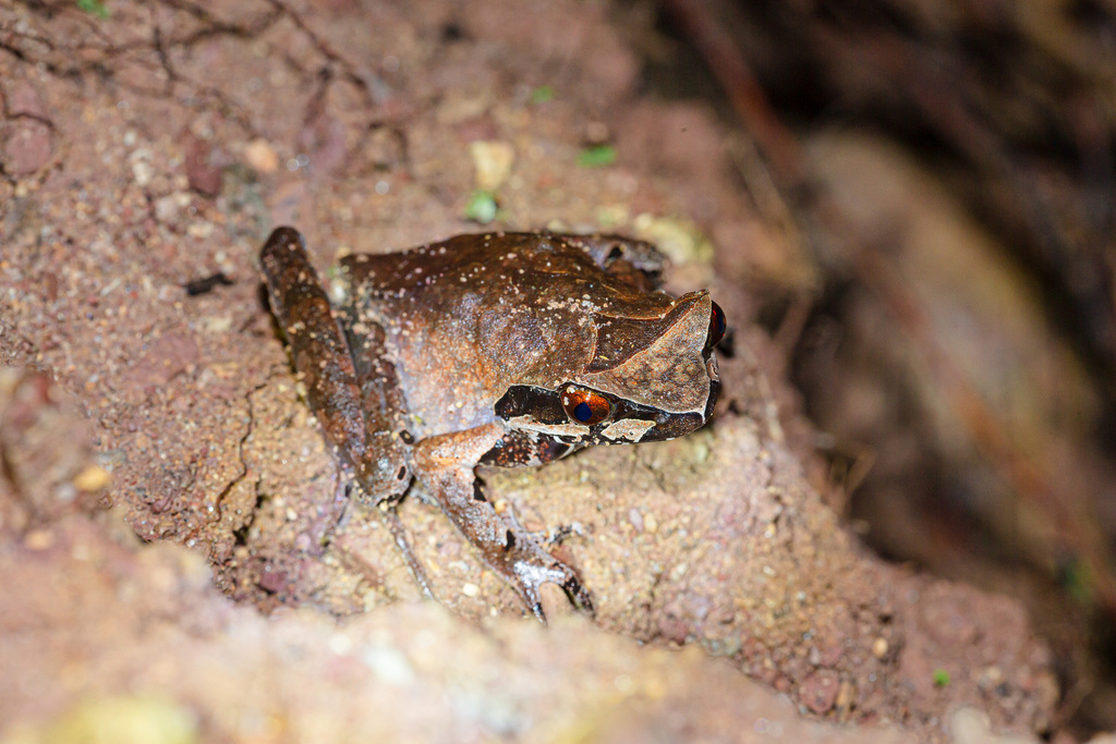 Xenophrys lancangica