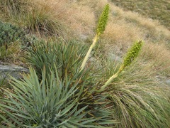 Aciphylla scott-thomsonii
