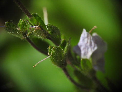 Image of Veronica ponae by (c) Yves Bas, some rights reserved (CC BY)