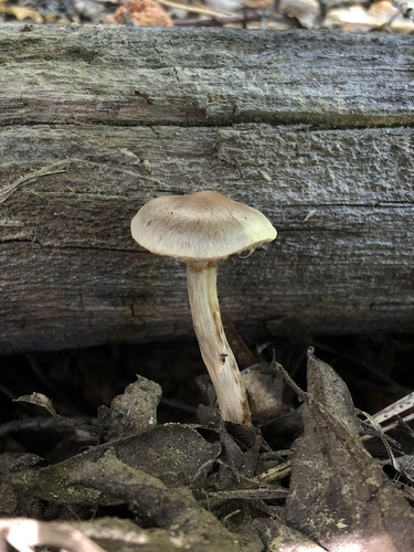 Hebeloma excedens (Photo 2 of 3)