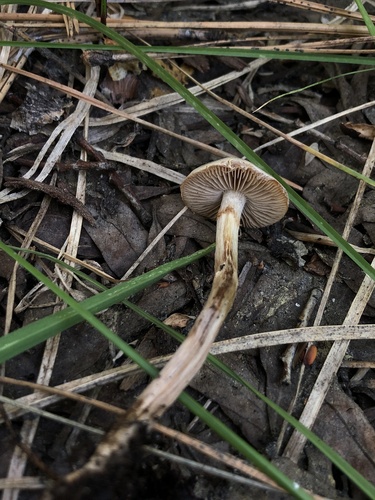 Hebeloma excedens