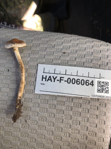 Hebeloma excedens (Photo 3 of 3)