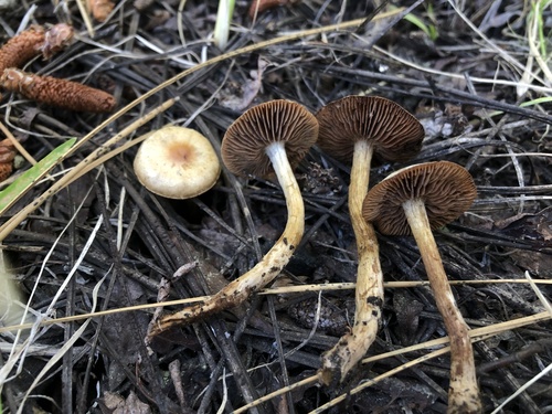 Hebeloma excedens