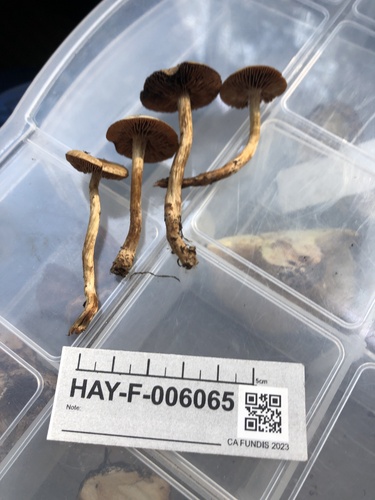 Hebeloma excedens (Photo 3 of 3)