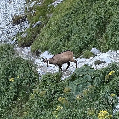 Divokoza (Rupicapra rupicapra)