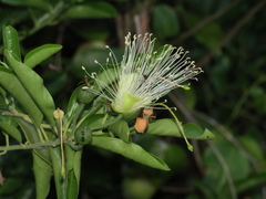 Capparis lucida