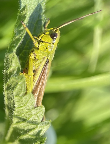 Large Marsh Grasshopper, A Generaal Uil, Epen, Limburg, NL, photo 9 of 10
