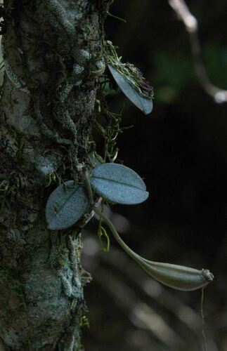 Aerangis punctata J.Stewart 4