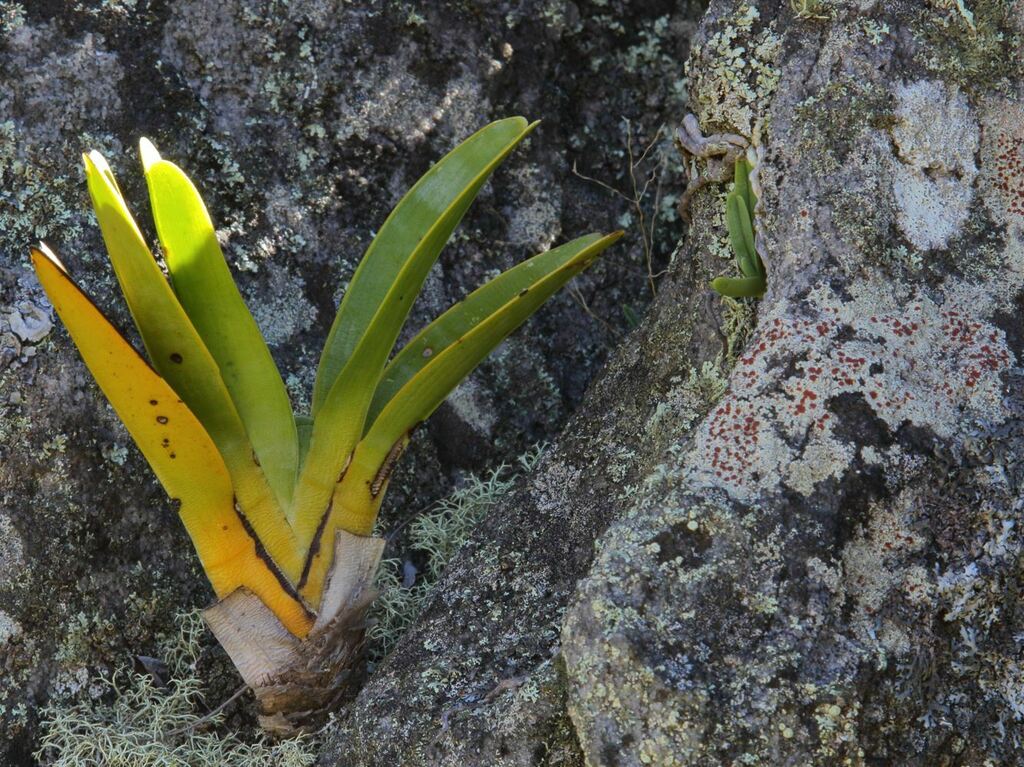 Angraecum magdalenae Schltr. & H.Perrier 3