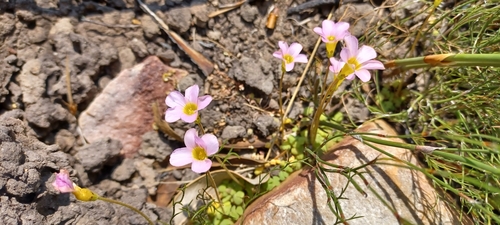 Oxalis fergusoniae (Oxalis fergusoniae)