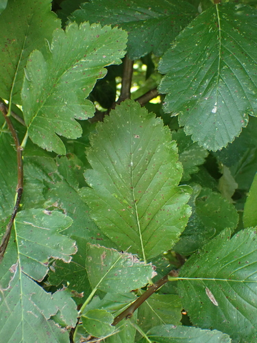 Image of Hedlundia mougeotii by no rights reserved