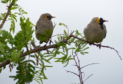 Wattled Starling photo 2