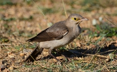 Wattled Starling photo 3