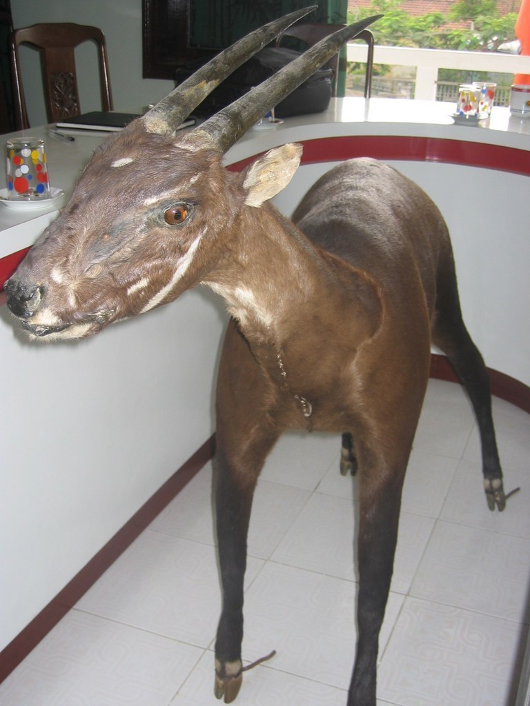 Saola in June 2004 by Dao Nguyen and James Hardcastle. The Saola was ...