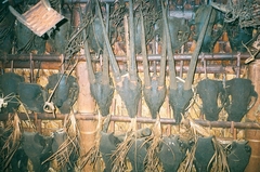 Saola photo 5