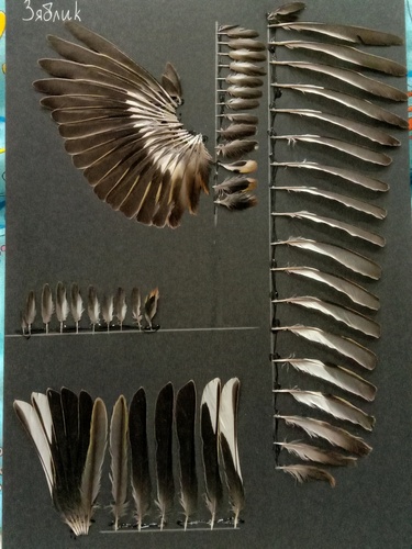 Paprastasis kikilis nuotrauka