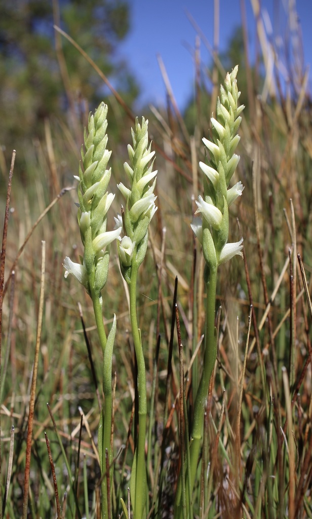 Starry Ladies'-Tresses