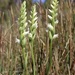 Starry Ladies'-Tresses - Photo (c) Morgan Stickrod, some rights reserved (CC BY-NC), uploaded by Morgan Stickrod