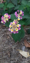 Lantana camara