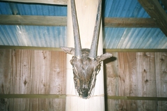 Saola photo 4