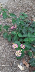Lantana camara