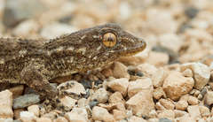 Tarentola angustimentalis