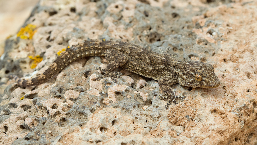 East Canary Gecko