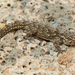 East Canary Gecko - Photo (c) Paul Cools, some rights reserved (CC BY-NC)