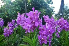 Vanda