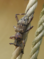 Hexatricha pulverulenta