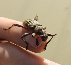 Hexatricha pulverulenta