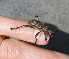 Hexatricha pulverulenta