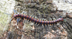 Cormocephalus rubriceps